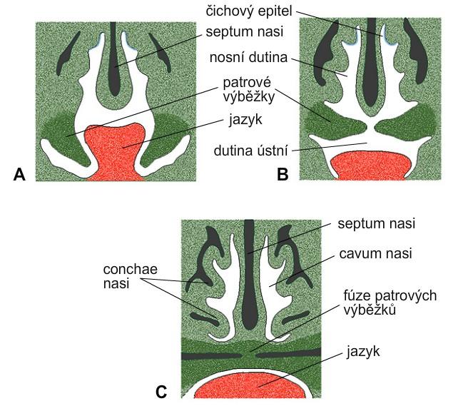Development of palate embryo, A week 7, B week 8, C week 10 sensory epithelium septum