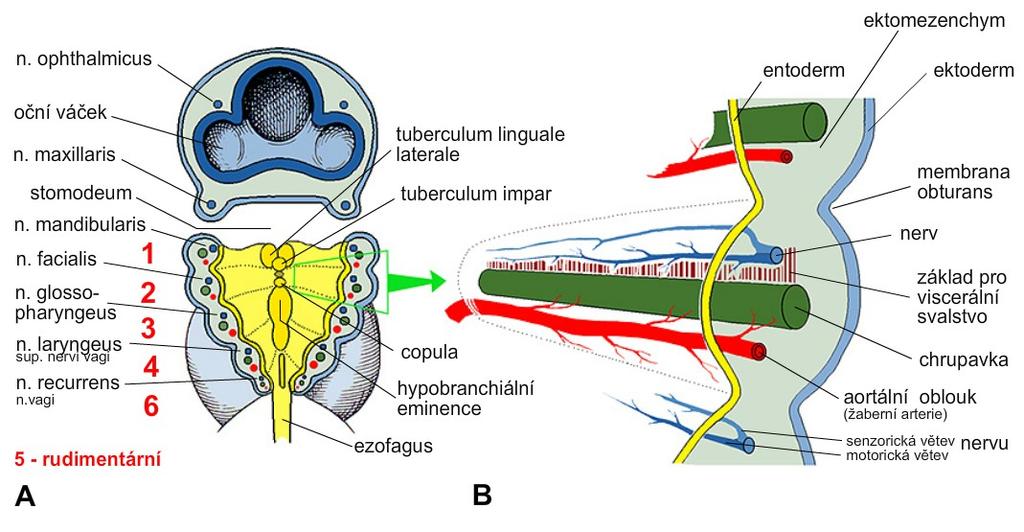 Development of pharyngeal (branchial) apparatus embryo, week 6 ectomesenchyme endoderm ectoderm nerve base of visceral muscles