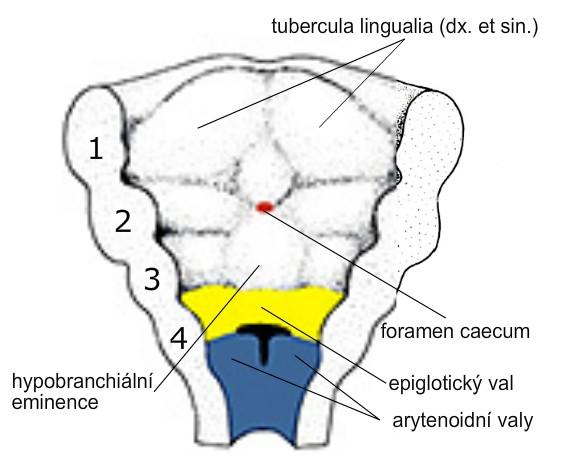 Development of tongue sulcus terminalis laryngotracheal diverticle (developoment of