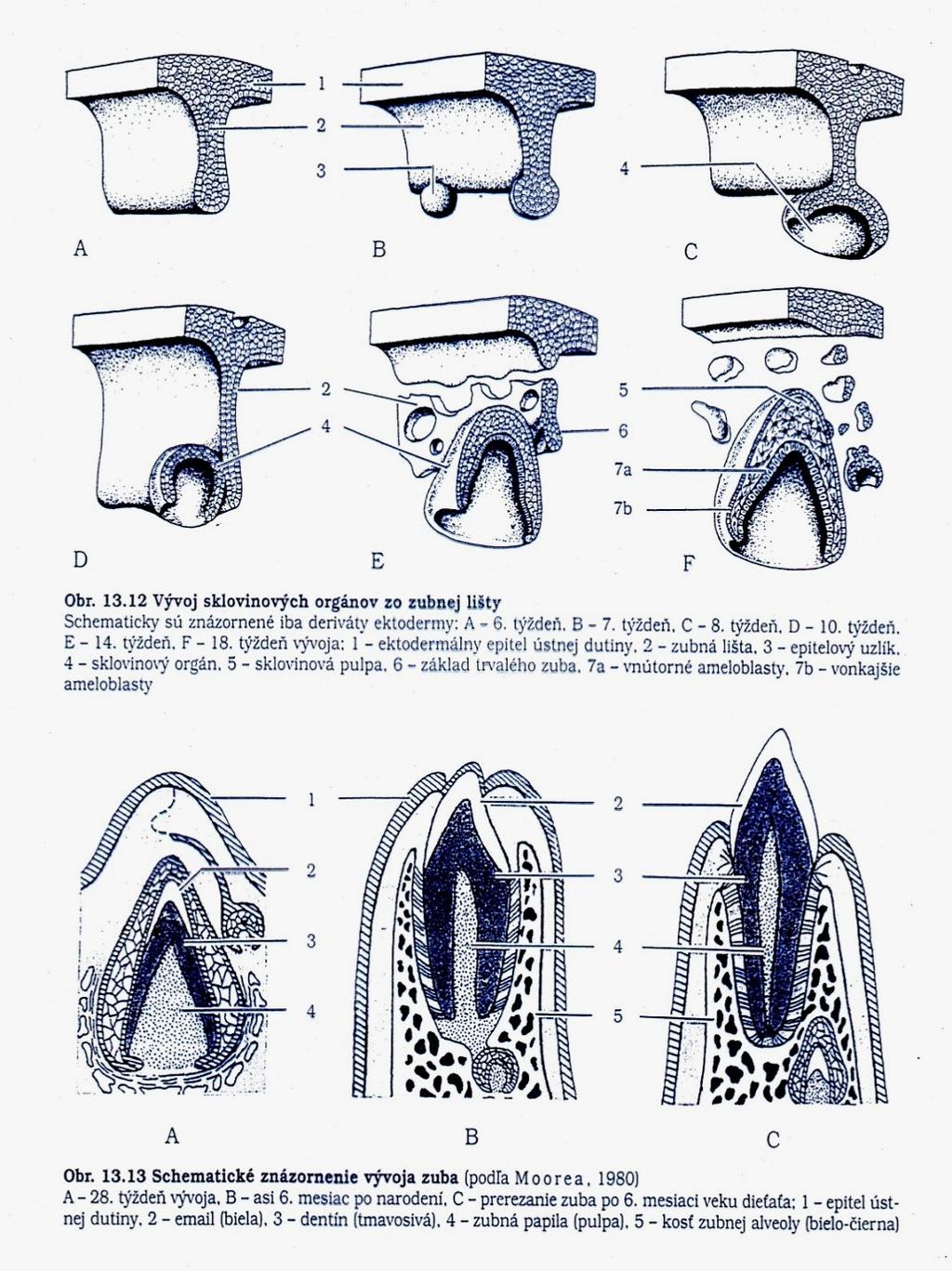 Developmental stages of tooth primary dental lamina 1 2 1. stage of dental bud (primordium) 2.