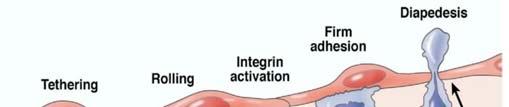 Anti-Integrin Therapy in