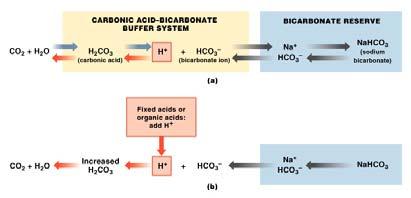 Amino Acids in Protein Buffer Systems The Hemoglobin Buffer System CO 2 diffuses across RBC membrane: no transport mechanism required As carbonic acid dissociates: bicarbonate ions diffuse into