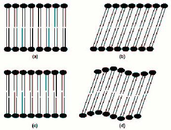 Introduction and motivation of the thesis 16 Figure 1.3. Gel phases of phospholipids: (a): L β untilted phase; (b): L β tilted phase; (c): L βi interdiginated phase; (d): P β rippled phase.