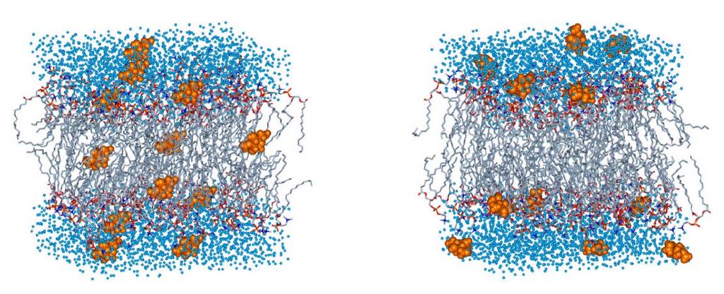 MD simulations of permeation processes through phospholipid bilayer 73 