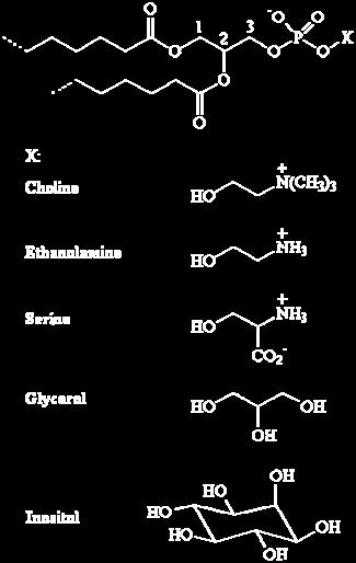 These fatty acid esters of glycerol are the predominant lipids in most biomembranes. The phosphate is usually linked to one of the several groups listed in Figure 1.