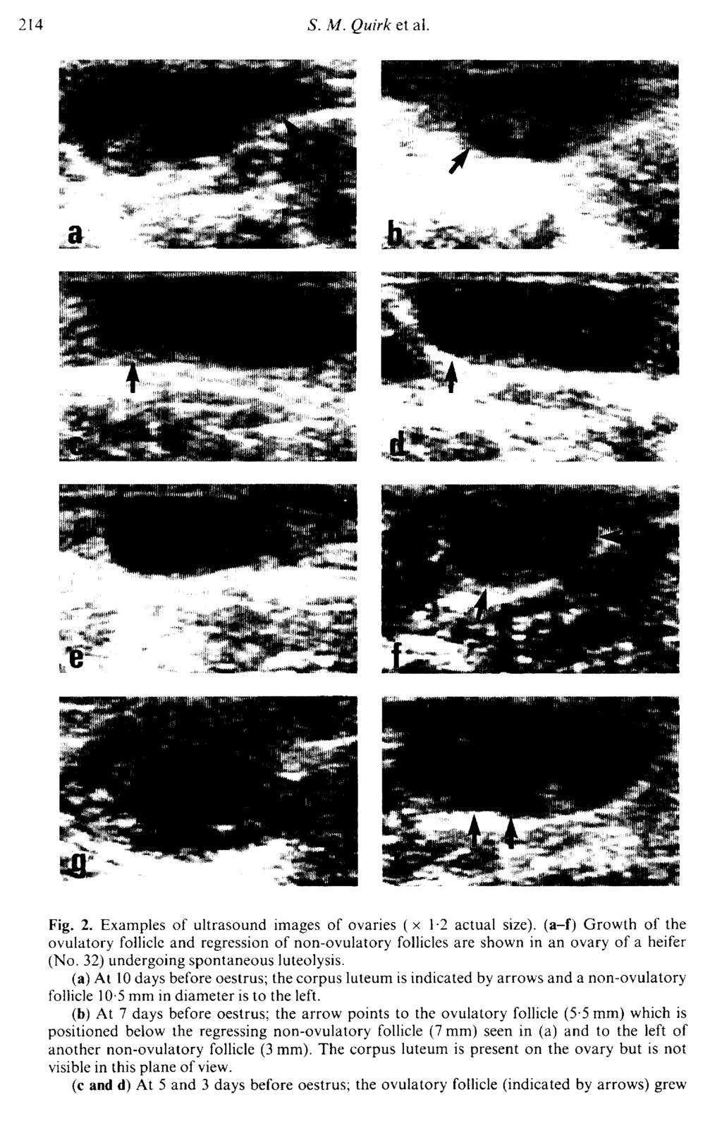 Fig. 2. Examples of ultrasound images of ovaries ( 1-2 actual size), (a-f ) Growth of the ovulatory follicle and regression of non-ovulatory follicles are shown in an ovary of a heifer (No.