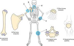 Chapter 13 Skeletal System and Joint Movements Susan G.