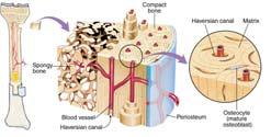 Anatomy of a Long Bone Histology Vascular channels: Haversian canals run longitudinally Volkmann s canals run horizontally Histology study of tissues Cells within skeletal