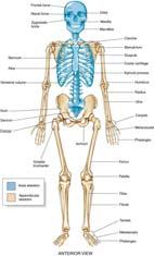 Development Types of bone: Spongy found in center of long bones Compact forms periphery of all bones and a portion of the shaft of long bones Ossification process of bone