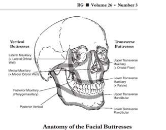 Sphenoid and Skull base Hyoid, Thyroid, Cricoid Mechanical models Buttress, struts,