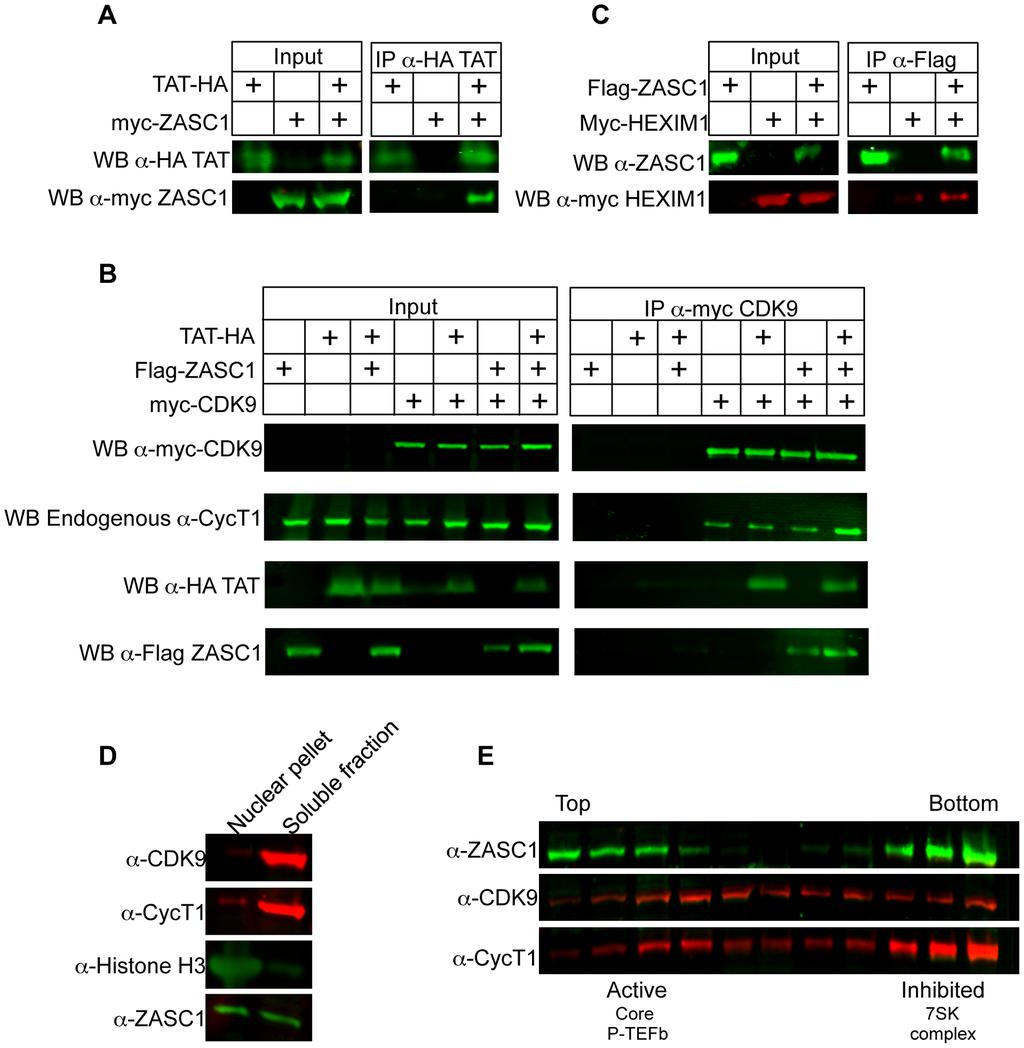 Figure 6. ZASC1 binds TAT and P-TEFb. HEK293 cells (1610 7 ) were transfected with expression plasmids encoding the epitope tagged forms of the indicated proteins.