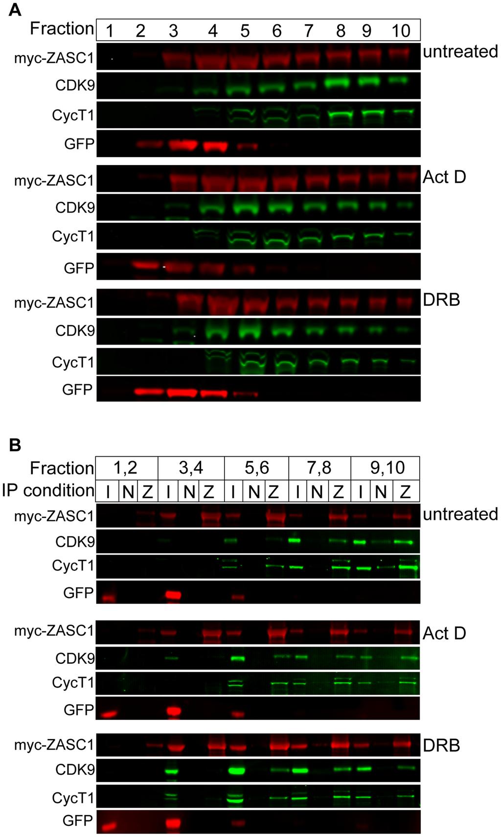 Figure 7. ZASC1 binds to active and inactive forms of P-TEFb. HEK293 cells (1610 8 ) were transfected with expression plasmids encoding Myc-tagged ZASC1 and egfp.