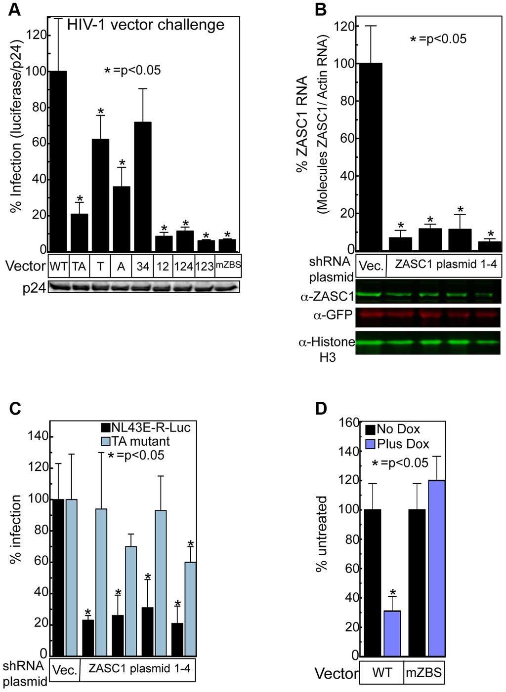 Figure 2. ZASC1 contributes to HIV-1 vector gene expression.