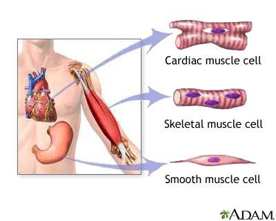 Smooth Muscle Tissue Located in the walls of hollow internal structures Blood vessels,