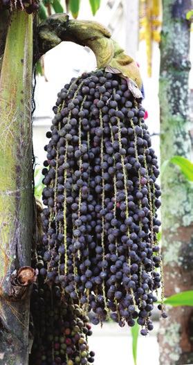 Get to know Açai The healthiest fruit in the world Transcend yourself to a place deep in the Amazon rainforest... an organic ecosystem where the soil nature still intact.