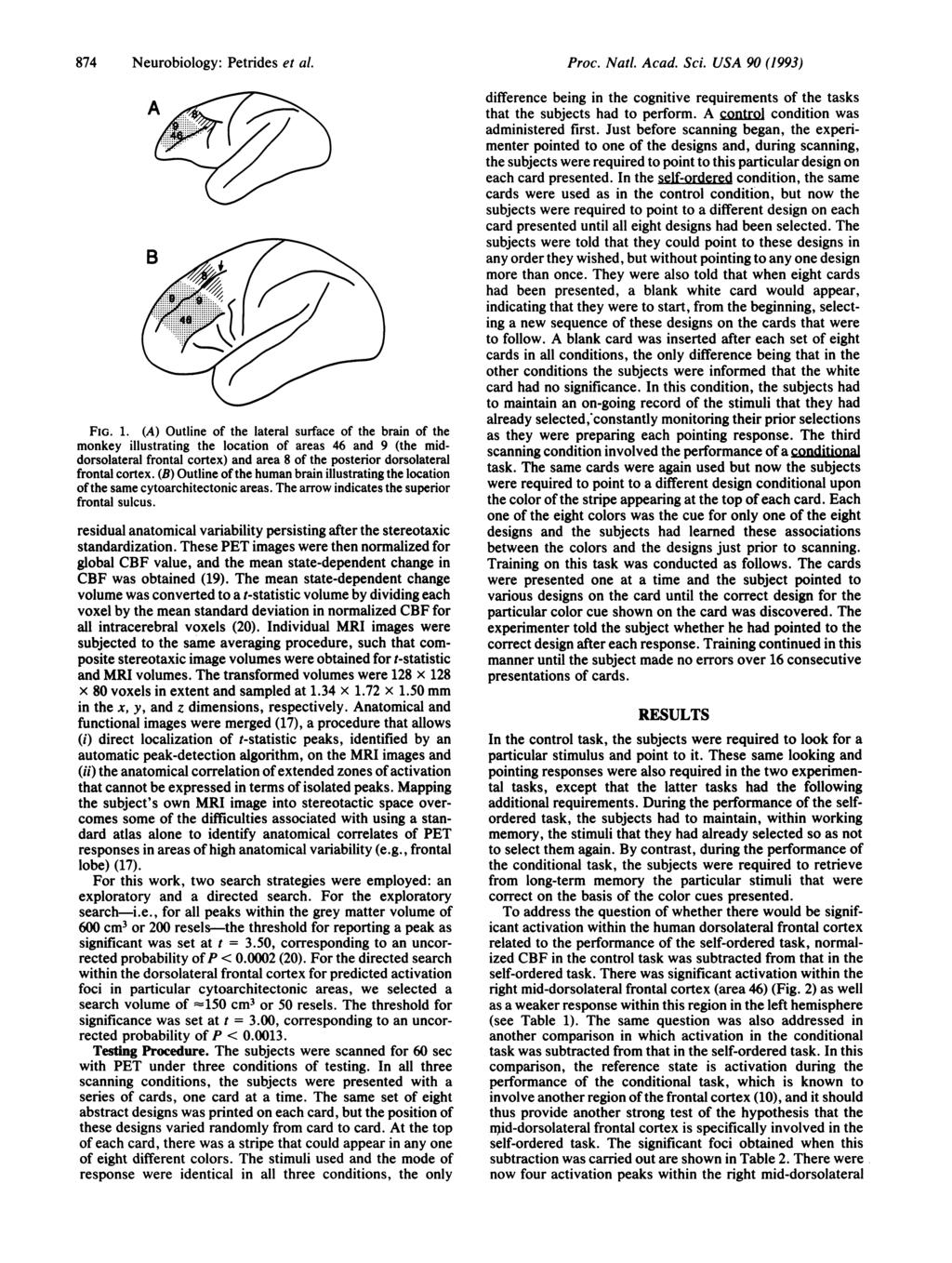 874 Neurobiology: Petrides et al. FIG. 1.