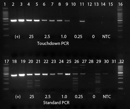 SUPERIOR SPECIFICITY USING TOUCHDOWN PCR Touchdown PCR: the annealing temperature is decreased by 0.