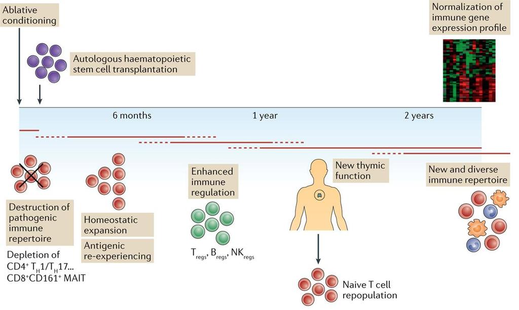 Autologous hematopoietic stem cell transplantation for treatment of multiple sclerosis Figure 2: Proposed