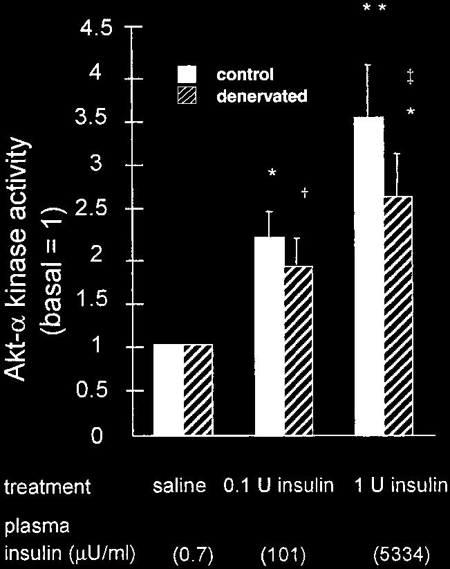 INSULIN RESISTANCE IN 24-HOUR-DENERVATED RAT MUSCLE E915 Fig. 2. Insulin activation of Akt- kinase in vivo in red tibialis anterior (RTA) muscle from 24-h-denervated rats.