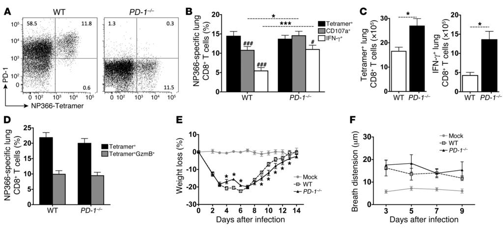 Figure 8 Pulmonary T CD8 impairment is improved but recovery is delayed in IAV-infected PD-1 / mice.