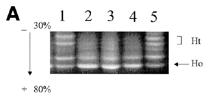1378 Human Molecular Genetics, 2000, Vol. 9, No. 9 exon include recurrent nonsense, frameshift and missense mutations.