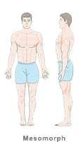 Ectomorph (very skinny) Ectomorphs are generally known as skinny or hardgainers and tend to have long thin bones.