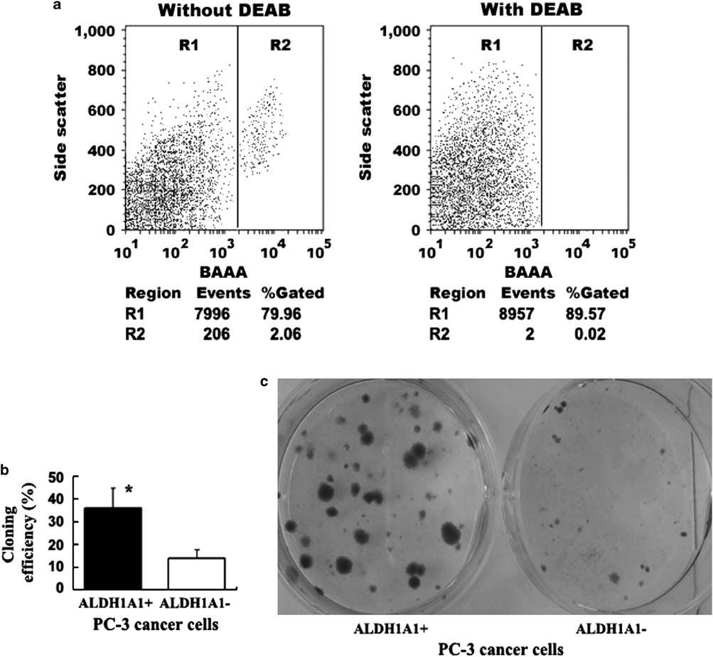 Figure 1 ALDH1A1 þ PCa cells had tumor stem cell properties in vitro.(a) FACS analysis of cancer cells using the ALDEFLUOR assay.