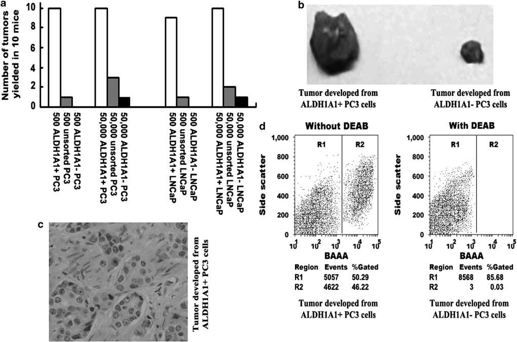 Figure 2 ALDH1A1 þ PCa cells had tumor stem cell properties in vivo. (a) The tumor formation ability of ALDH1A1 þ cells was greater than that of ALDH1A1 cancer cells.