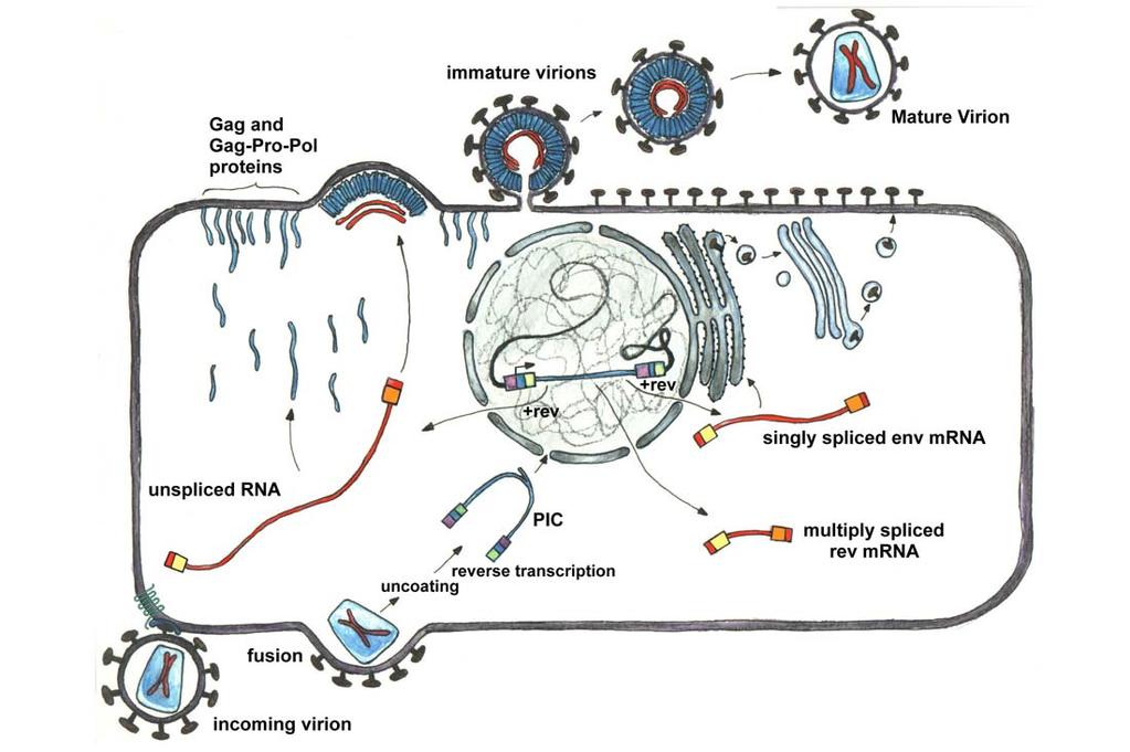 11 HIV Virology Figure 3. Overview of the HIV-1 Life cycle. The incoming virion binds to CD4 and a coreceptor.
