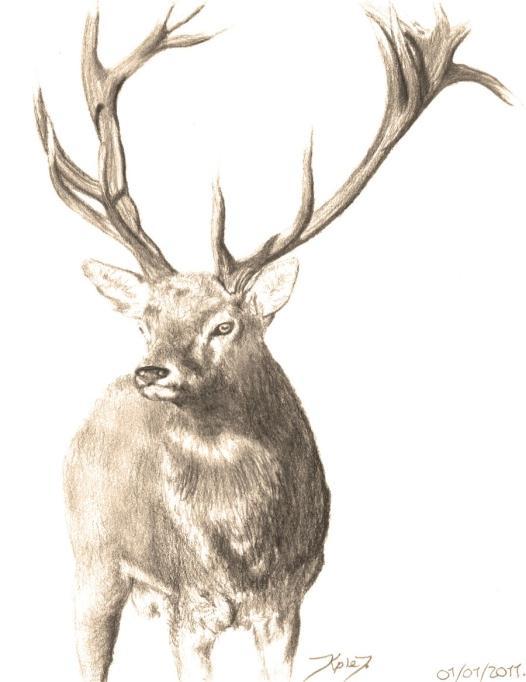 Deer 1,700,000 (Burbaitė & Csanyi, 2010).