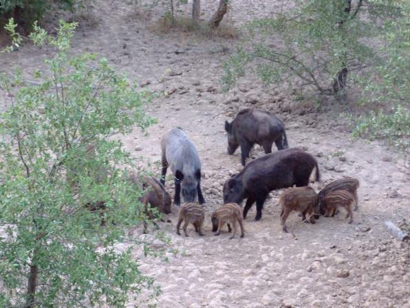 Wild boar feeding