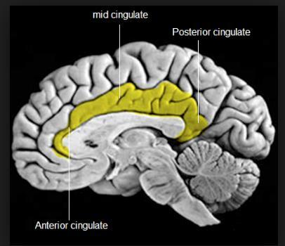 Posterior Cingulate Cortex Part of Self Referential * Network PCC fires up with Guilt,