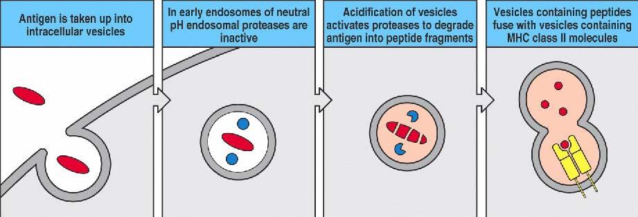 Class II loading is centered in the vesicular system Acidic endosomal proteases digest ingested proteins into peptides that will load MHC class II molecules This process does not require the precise