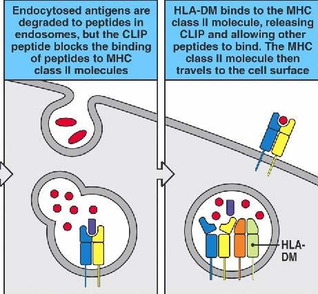 pockets HLA-DM, an ancient but non-classical class II molecule catalyzes the release of CLIP and the binding of high affinity