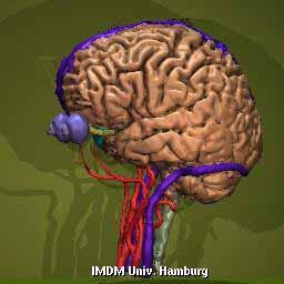 The brain like any organ has functions: input, output, thought, communication.