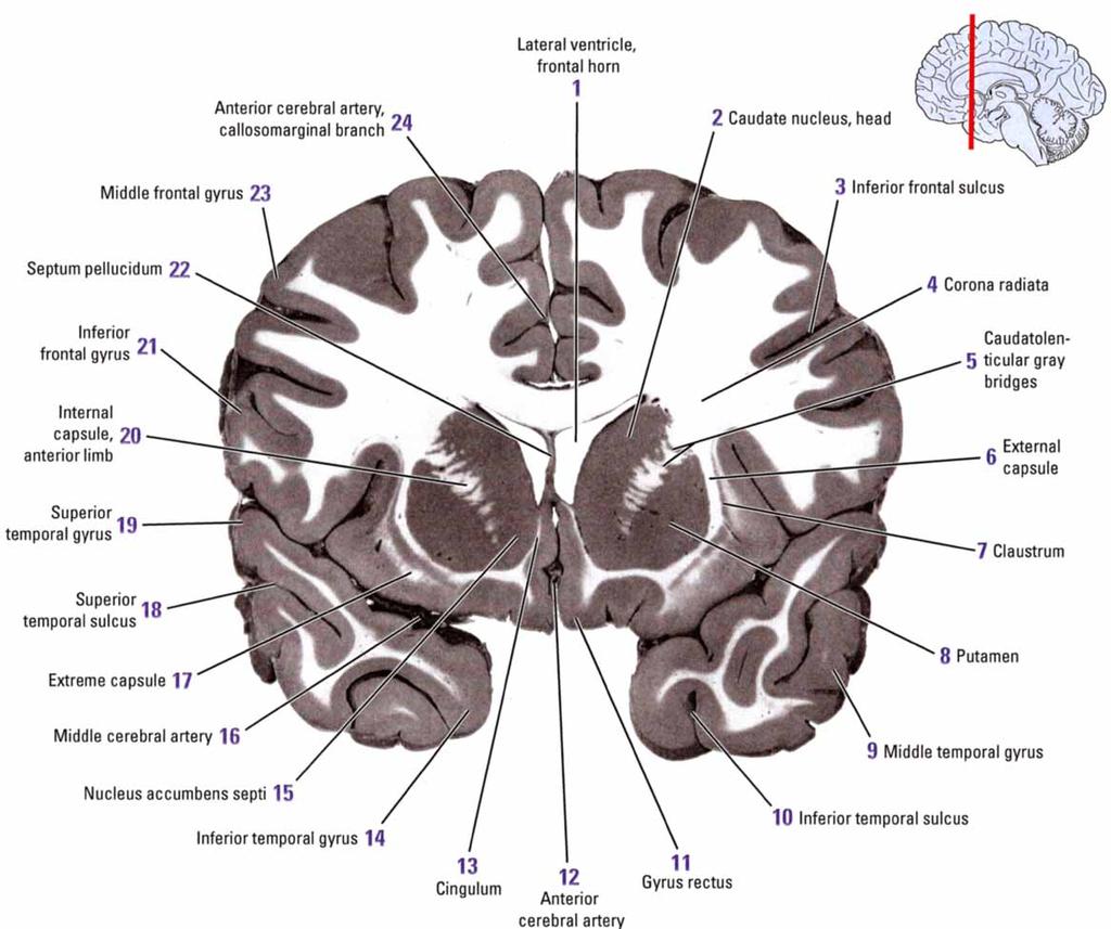 median section (middle) human brain.