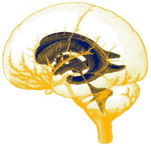 the subarachnoid space (gold). Components Movie - vmjr-brain.