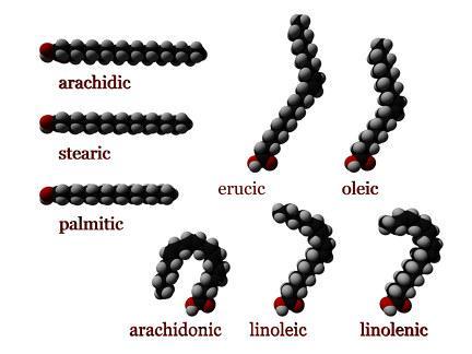 Fatty acid structures