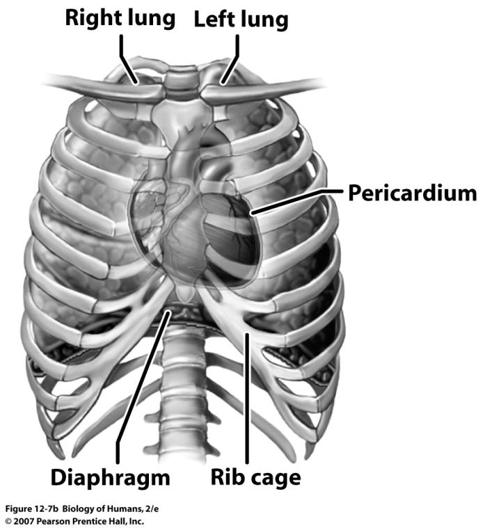 Heart location and pericardium Pericardium: fibrous, multilayered sac (with fluid