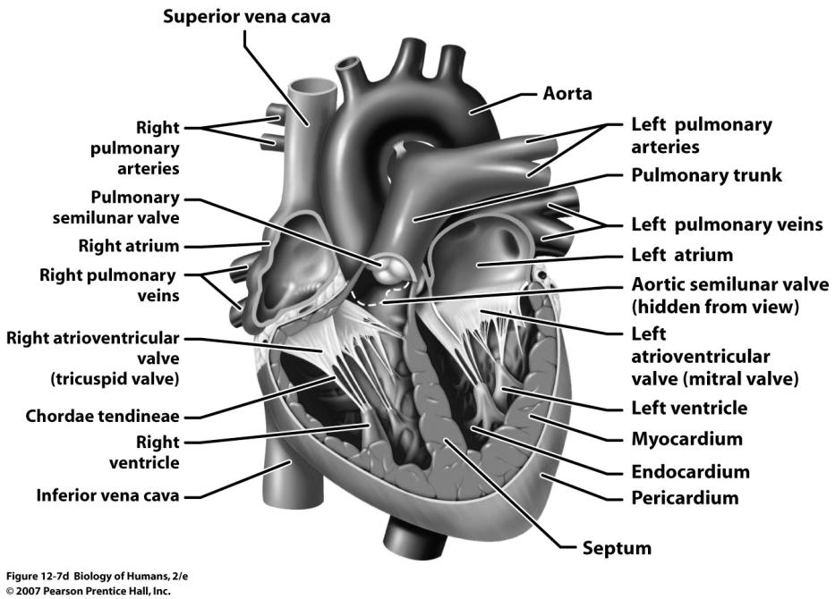 Some cardiac anatomy Heart wall Surrounded by pericardium Lined by thin, smooth