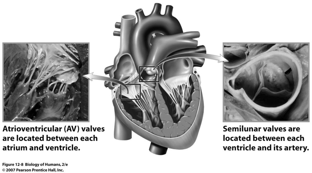 Heart valves Coronary circulation One-way valves; prevent backflow Open when