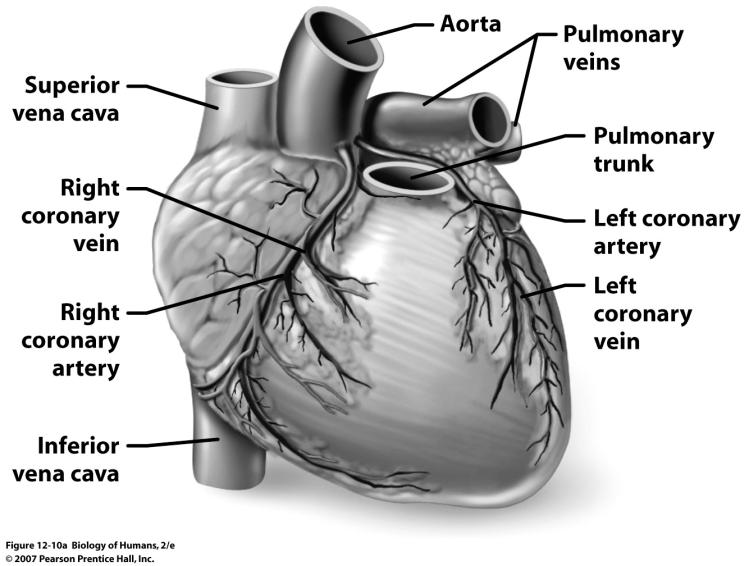 of valves creates heart sounds ( lub-dup ) Papillary muscles contract and
