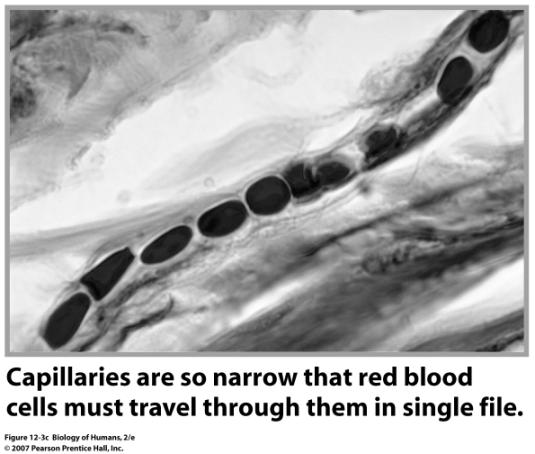 really small arteries Capillaries Capillaries exchange gases, nutrients, wastes, etc.