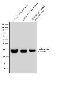 Western blot of Adiponectin using Anti-Adiponectin Polyclonal Antibody (Product # PA1-054), tested in parallel with Adiponectin ABfinity Oligoclonal Antibody (Product # 710179), shows similar