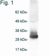 Adiponectin Antibody (PA1-054) in WB Western blot