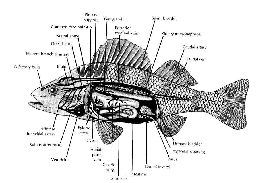 ANATOMY OF A FISH King Salmon Koyukon riddle: image courtesy of fws.gov/r9extaff/ drawings/gamfish.htm Wait, I see something: It is spreading softly on the surface of the water.