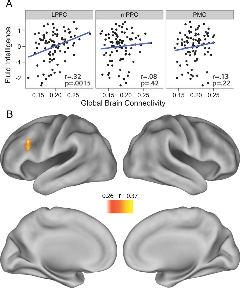 8992 J. Neurosci., June 27, 2012 32(26):8988 8999 Cole et al. Global Connectivity Predicts Intelligence p 0.018).