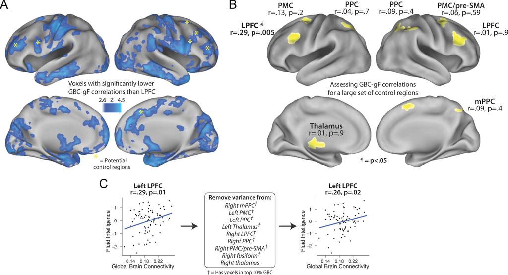 Cole et al. Global Connectivity Predicts Intelligence J. Neurosci., June 27, 2012 32(26):8988 8999 8993 Figure3. ExaminingthespecificityoftheleftLPFCGBC gfcorrelation.