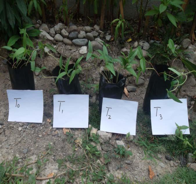 Figure 1. Pictures of the treated Mongo plants As observed from the result of the experiment, there is a difference on the rate of growth of the mongo plants.