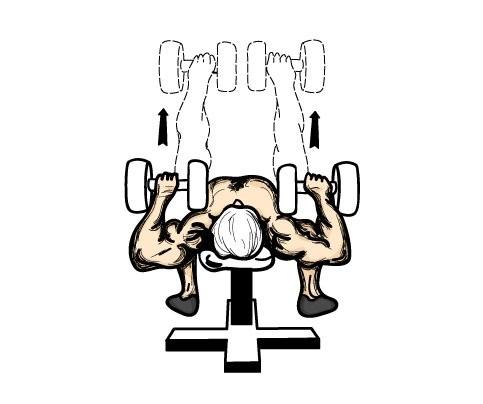 Chest Flat Bench Press with Dumbbells This is a great substitute for the bench press as it hits the entire chest area. This is a pretty simple exercise to perform.